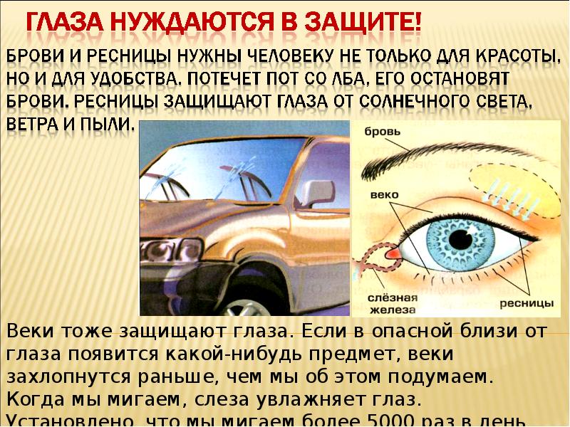 Функция защита зрения. Веки защищают глаза от. Информация о глазах. Защитить зрение. Как ресницы защищают глаза.