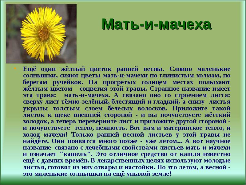 Проект мать и мачеха