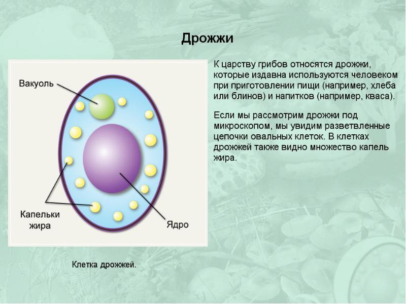 Грибная клетка презентация