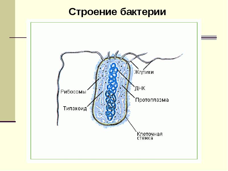 Структура бактериальной клетки микробиология презентация