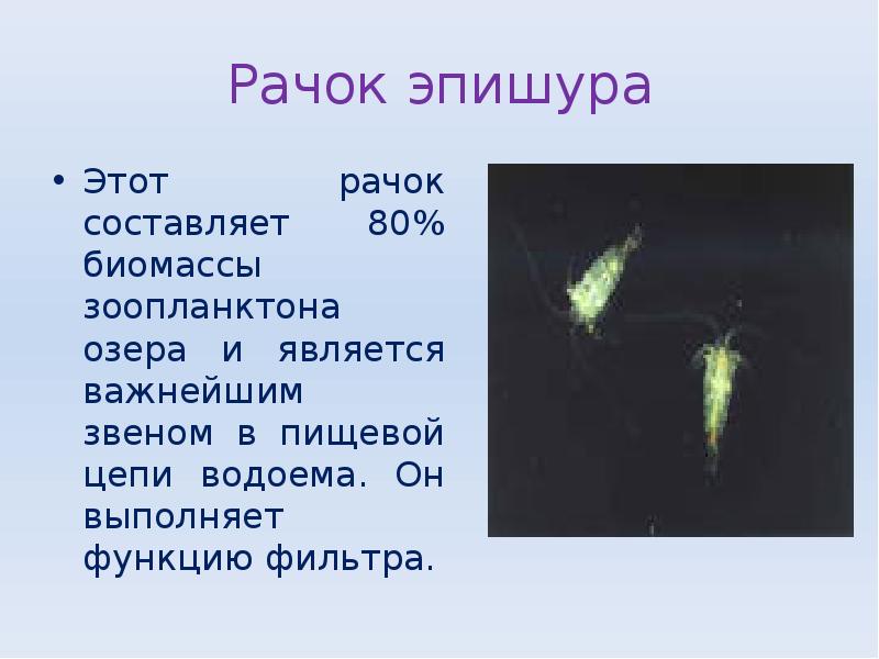 Рачок эпишура
Этот рачок составляет 80% биомассы зоопланктона озера и является Рачок эпишура
Этот рачок составляет 80% биомассы зоопланктона озера и является