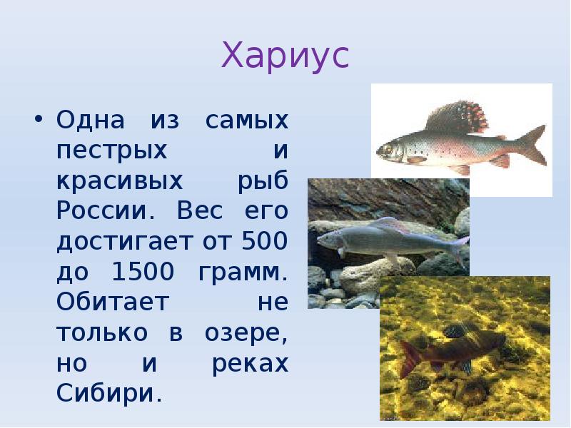 Хариус
Одна из самых пестрых и красивых рыб России. Вес его Хариус
Одна из самых пестрых и красивых рыб России. Вес его