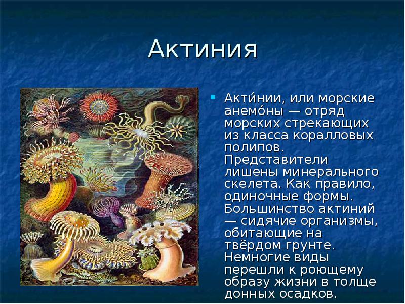 Актиния
Акти́нии, или морские анемо́ны — отряд морских стрекающих из класса Актиния
Акти́нии, или морские анемо́ны — отряд морских стрекающих из класса