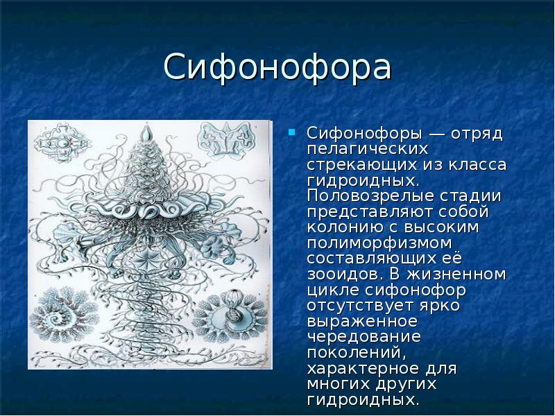 Сифонофора
Сифонофоры — отряд пелагических стрекающих из класса гидроидных. Половозрелые стадии Сифонофора
Сифонофоры — отряд пелагических стрекающих из класса гидроидных. Половозрелые стадии