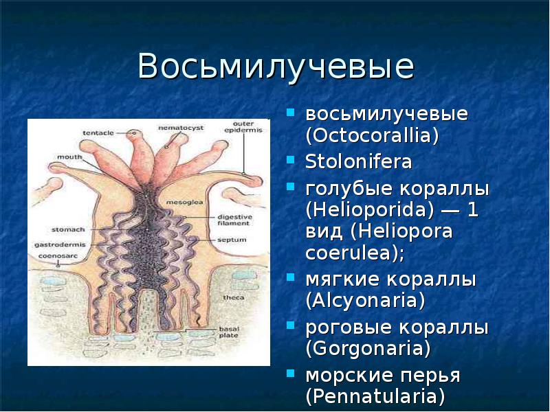 Восьмилучевые
восьмилучевые (Octocorallia)
Stolonifera
голубые кораллы (Helioporida) — 1 вид Восьмилучевые
восьмилучевые (Octocorallia)
Stolonifera
голубые кораллы (Helioporida) — 1 вид