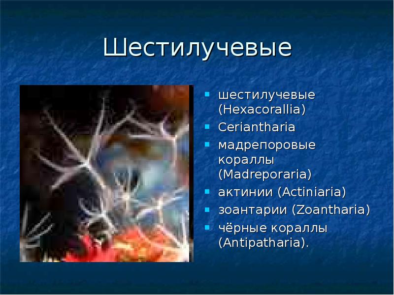 Шестилучевые
шестилучевые (Hexacorallia)
Ceriantharia
мадрепоровые кораллы (Madreporaria)
актинии (Actiniaria)
зоантарии Шестилучевые
шестилучевые (Hexacorallia)
Ceriantharia
мадрепоровые кораллы (Madreporaria)
актинии (Actiniaria)
зоантарии