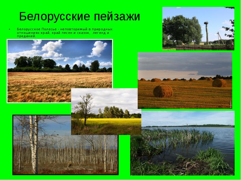 Белорусские пейзажи Белорусское Полесье - неповторимый в природных отношениях край, край