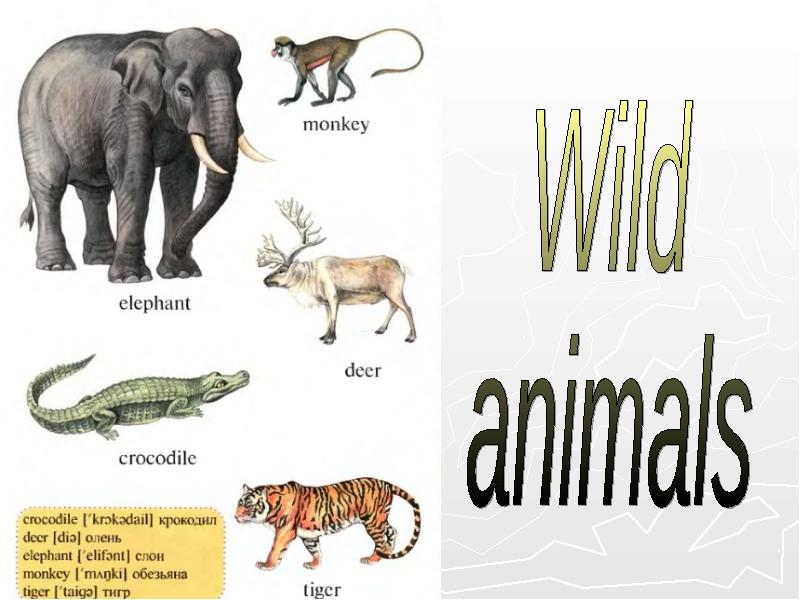 Презентация на тему животные на английском языке