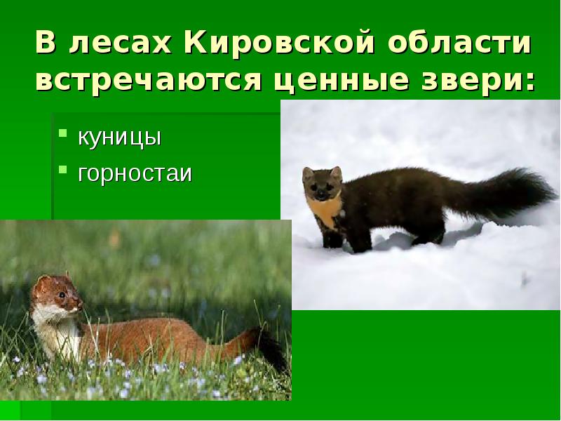 В лесах Кировской области встречаются ценные звери: куницы горностаи