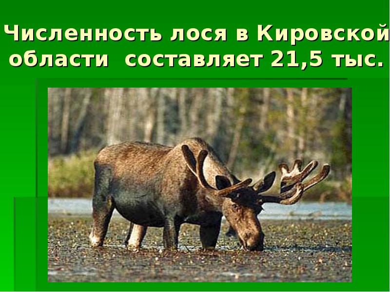 Численность лося в Кировской области составляет 21,5 тыс.