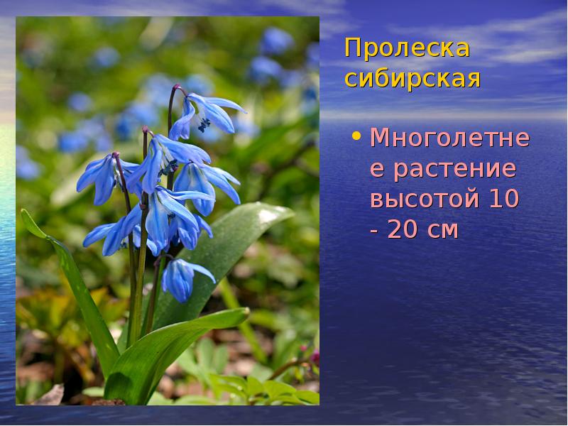 Пролеска сибирская Многолетнее растение высотой 10 - 20 см