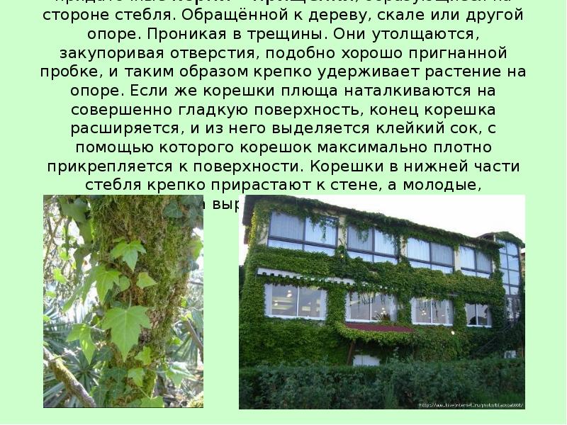 У плюща и некоторых других лазающих растений имеются придаточные корни – У плюща и некоторых других лазающих растений имеются придаточные корни –