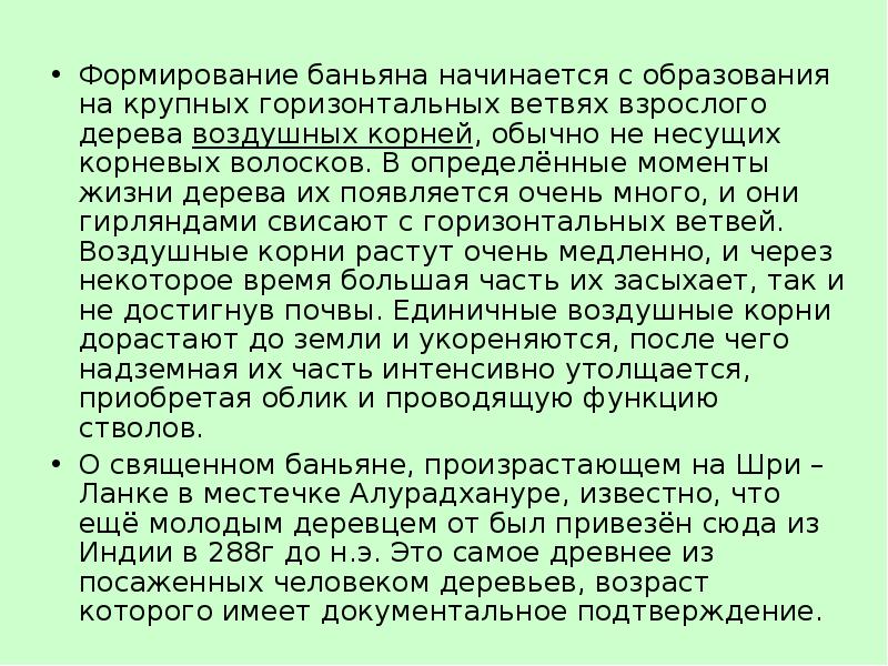 Формирование баньяна начинается с образования на крупных горизонтальных ветвях взрослого дерева Формирование баньяна начинается с образования на крупных горизонтальных ветвях взрослого дерева