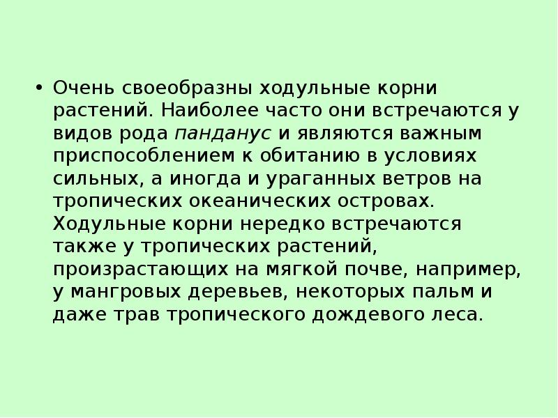 Очень своеобразны ходульные корни растений. Наиболее часто они встречаются у видов Очень своеобразны ходульные корни растений. Наиболее часто они встречаются у видов