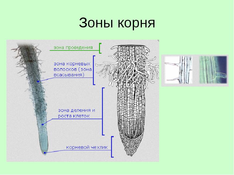 Зоны корня Зоны корня