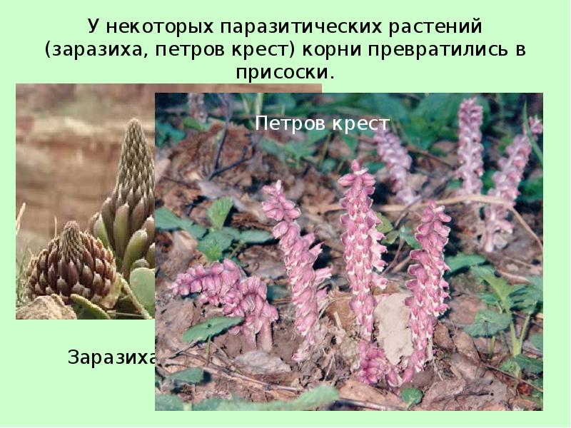 У некоторых паразитических растений (заразиха, петров крест) корни превратились в присоски. У некоторых паразитических растений (заразиха, петров крест) корни превратились в присоски.