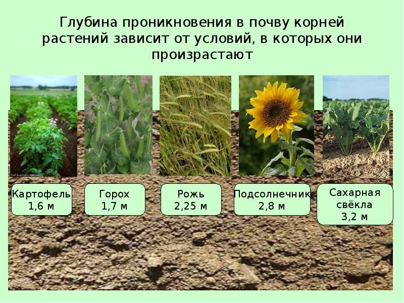 Глубина проникновения в почву корней растений зависит от условий, в которых Глубина проникновения в почву корней растений зависит от условий, в которых