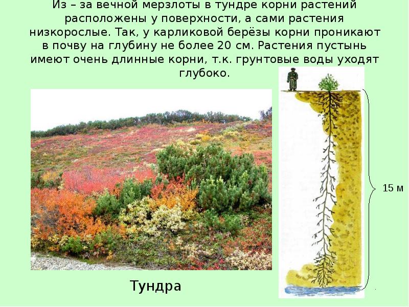 Из – за вечной мерзлоты в тундре корни растений расположены у Из – за вечной мерзлоты в тундре корни растений расположены у