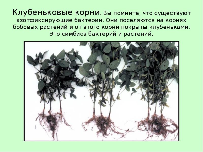 Клубеньковые корни. Вы помните, что существуют азотфиксирующие бактерии. Они поселяются на Клубеньковые корни. Вы помните, что существуют азотфиксирующие бактерии. Они поселяются на
