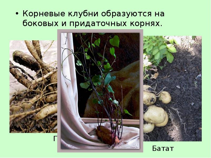 Корневые клубни образуются на боковых и придаточных корнях.
Корневые клубни образуются Корневые клубни образуются на боковых и придаточных корнях.
Корневые клубни образуются
