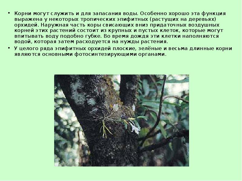 Корни могут служить и для запасания воды. Особенно хорошо эта функция Корни могут служить и для запасания воды. Особенно хорошо эта функция
