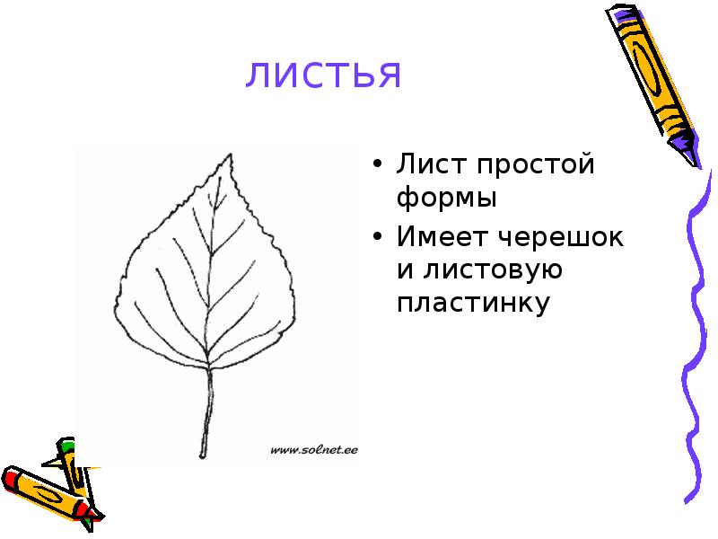 листья Лист простой формы Имеет черешок и листовую пластинку