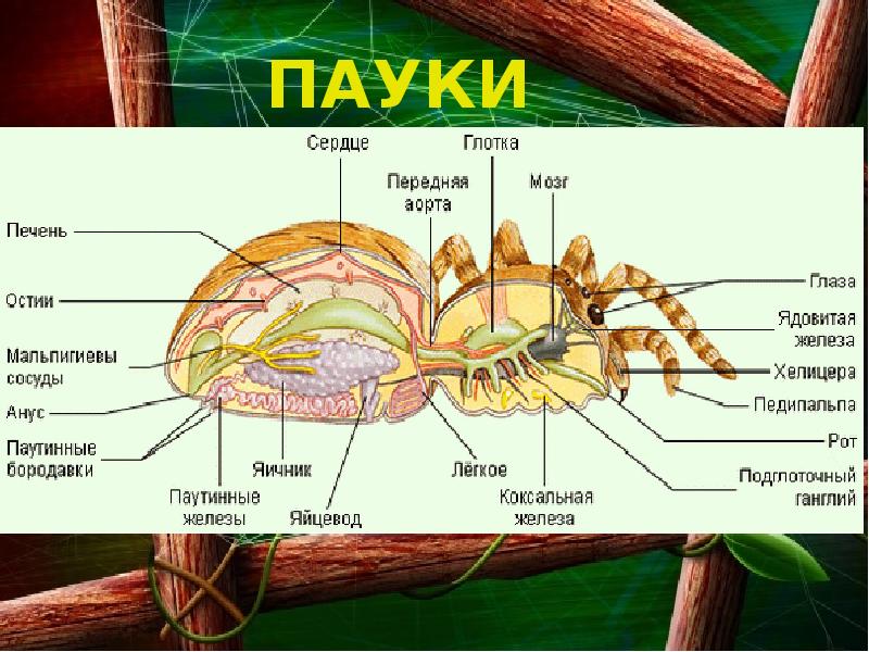 Представители паукообразных. Паук строение паутинные железы. Строение паука паутинные бородавки. Остии у паукообразных. Железы паукообразных.