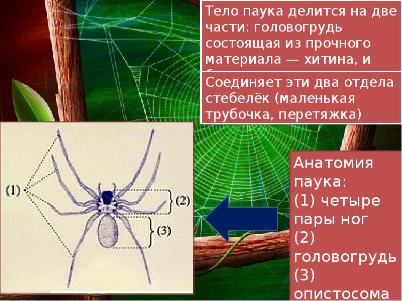 Паук четыре. Тело паука крестовика состоит. Части тела паука. Тело паукообразных разделено на. Тело паукообразных делится на отделы.