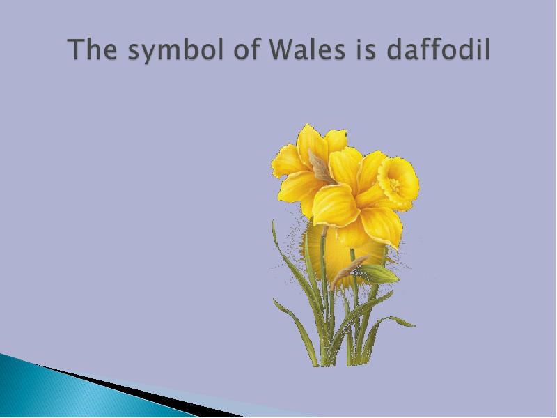 Daffodil symbol