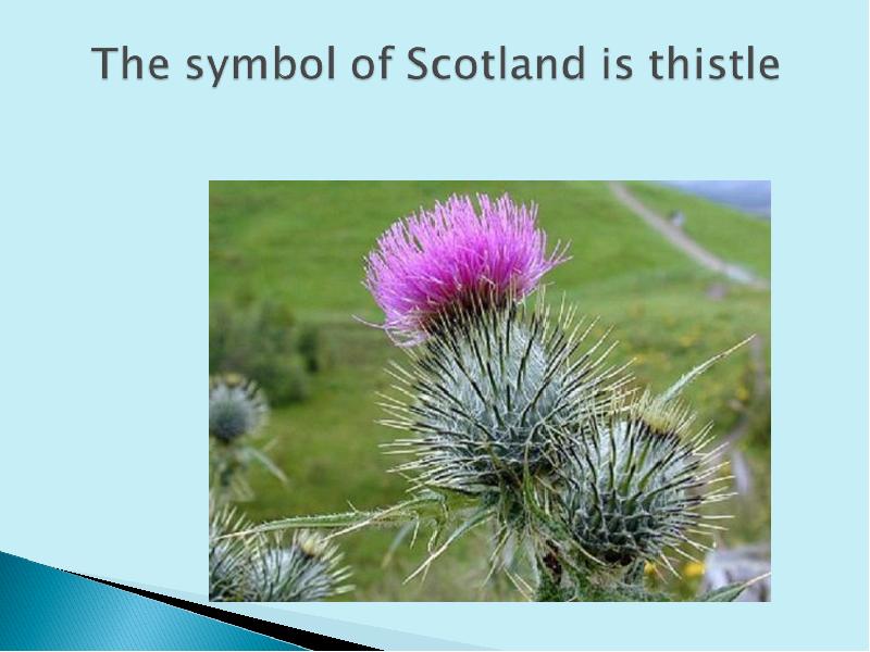 What is the symbol of scotland