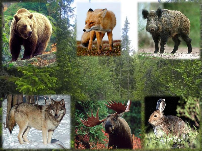 Природное сообщество лес животные