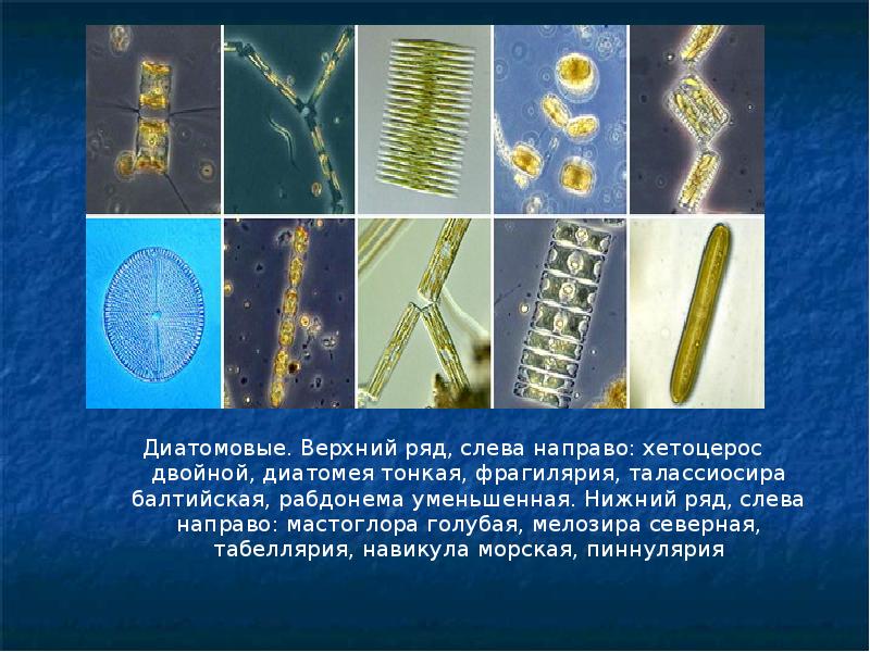 Презентация диатомовые водоросли по биологии