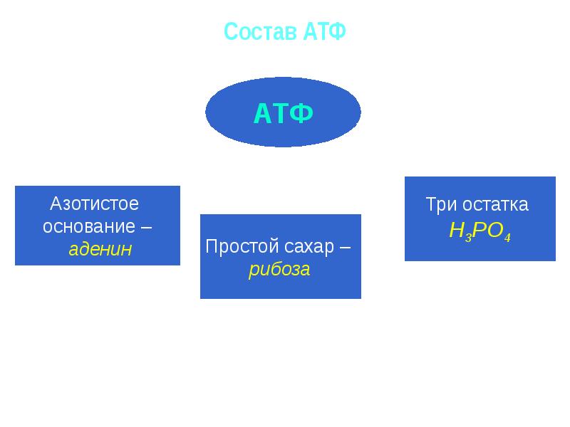 Атф н2о. Азотистое основание АТФ. Аденин рибоза три остатка. Азотистое основание, входящее в состав АТФ. Цвет АТФ.