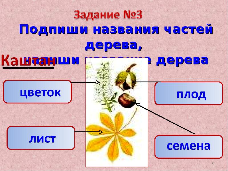 Презентация окружающий мир перспектива. Окр мир презентация. Презентация 1 класс окружающий мир. Тема для презентации окружающий мир. Темы по окружающему миру.