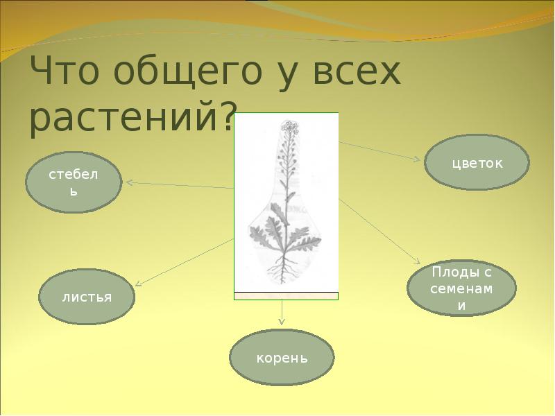 Как живут растения 1 класс. Что общего у всех растений. Как живут растения 1 класс школа России презентация. Сколько живут растения 1 класс.