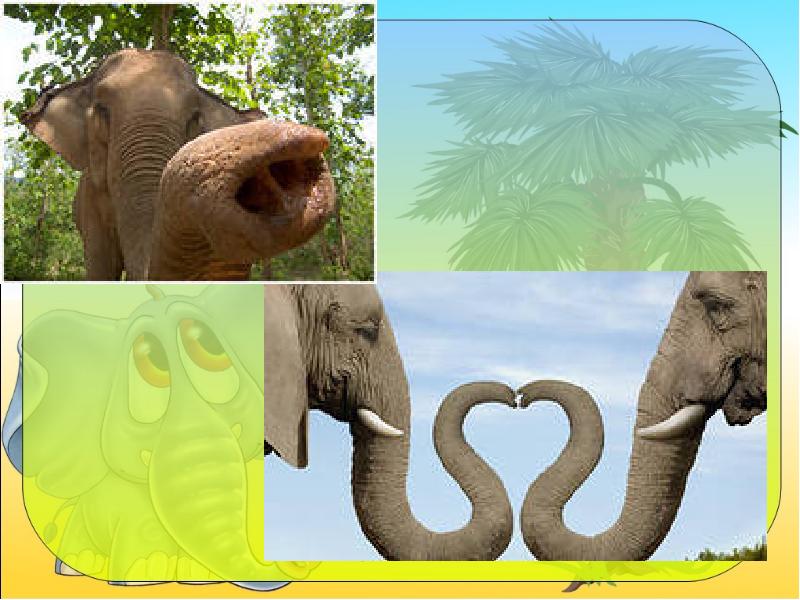 Африканские и индийские слоны 1 класс. Слон окружающий мир. Слоны 1 класс. Слон 1 класс окружающий мир. Слоны презентация для детей.
