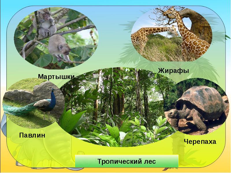 Проект животные тропических лесов