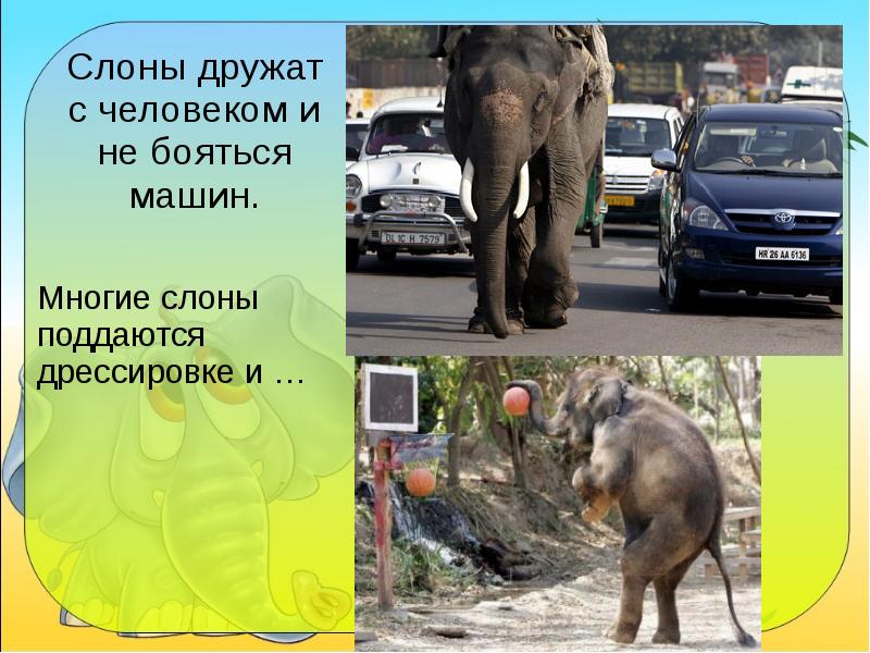 Тема где живут слоны 1 класс. Где живут слоны. Слон 1 класс окружающий. Где живет слон 1 класс. Слоны окружающий мир 1 класс.
