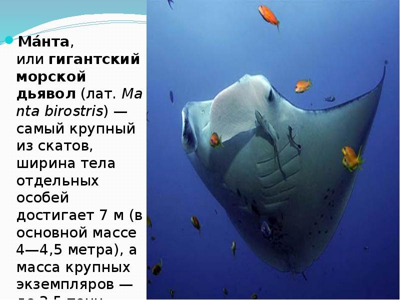 Самый крупный скат называемый морским дьяволом 5. Манта или гигантский морской дьявол. сообщение о скате манта. сообщение о рыбе манта. манта гигантский морской.