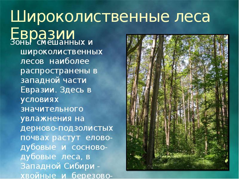 Особенности природной зоны смешанные и широколиственные леса. Зона широколиственных лесов Евразия. Природные зоны Евразии смешанные леса. Широколиственные леса природная зона. Природная зона широколиственные леса климат.
