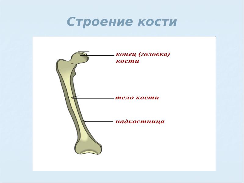 Картинка структура кости