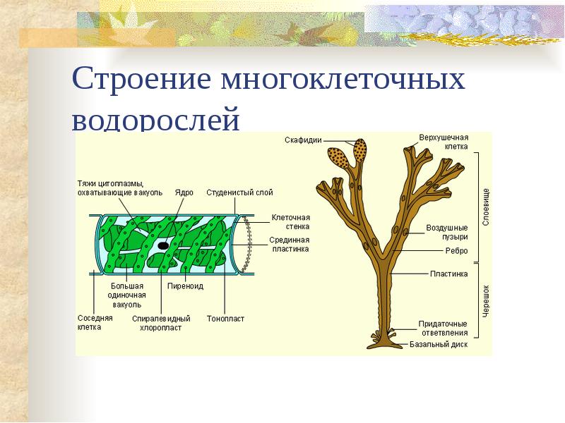 Строение многоклеточных водорослей
