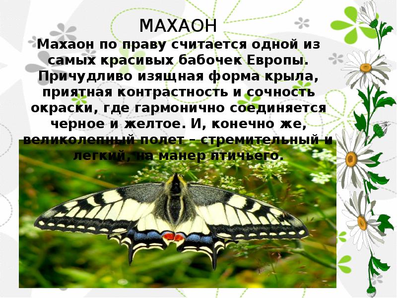 Бабочка махаон описание. Махаон бабочка описание. Махаон бабочка красная книга. Бабочка Махаон презентация. Бабочка Махаон доклад.