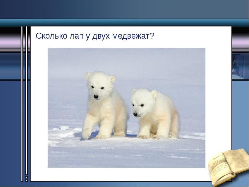Сколько лап у медвежонка. Сколько всего лап крыльев голов и хвостов. Кол во ног паукообразных. Внешнее строение паука крестовика. Сколько лап.