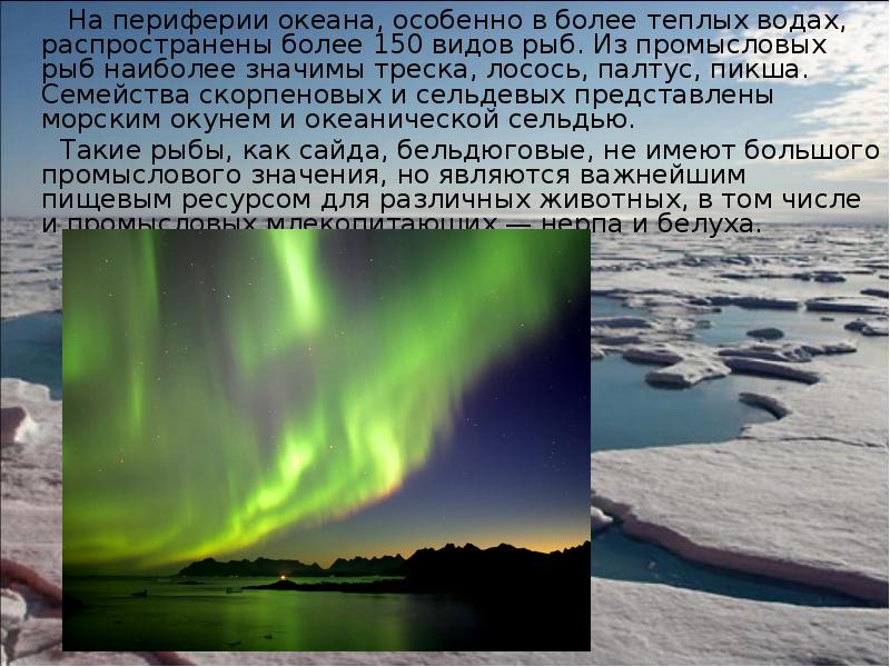 На периферии океана, особенно в более теплых водах, распространены более 150 На периферии океана, особенно в более теплых водах, распространены более 150