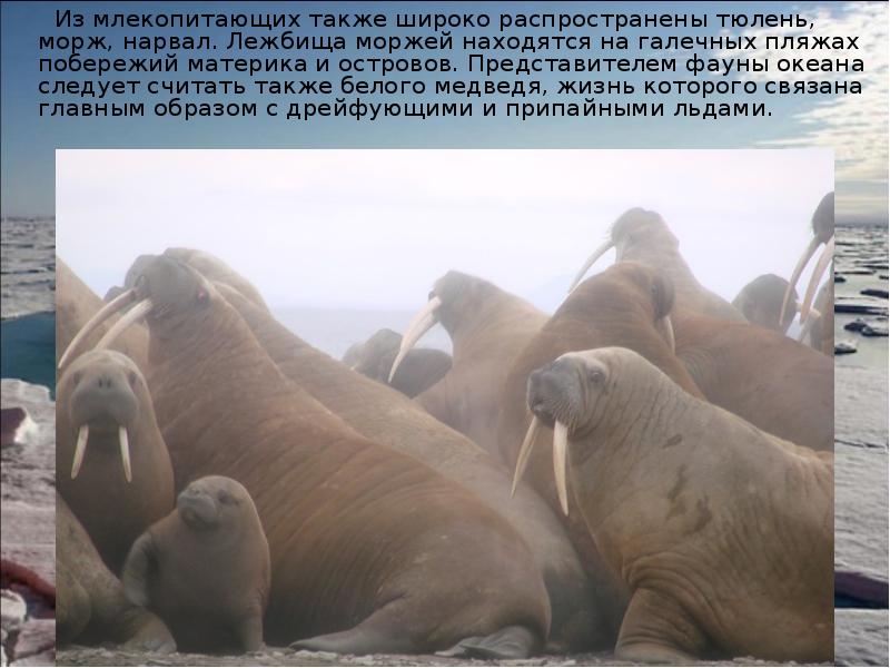 Из млекопитающих также широко распространены тюлень, морж, нарвал. Лежбища моржей находятся Из млекопитающих также широко распространены тюлень, морж, нарвал. Лежбища моржей находятся