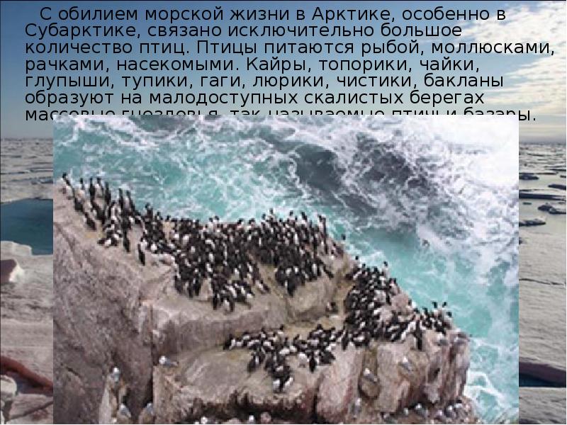С обилием морской жизни в Арктике, особенно в Субарктике, связано исключительно С обилием морской жизни в Арктике, особенно в Субарктике, связано исключительно