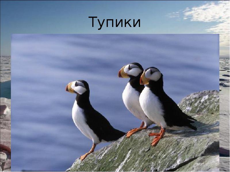 Тупики Тупики