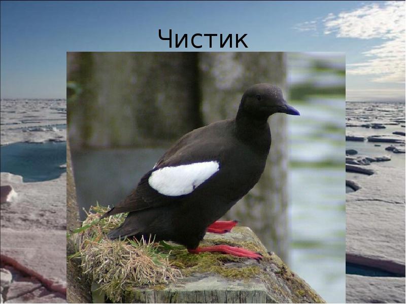 Чистик Чистик