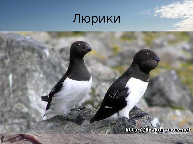 Люрики Люрики